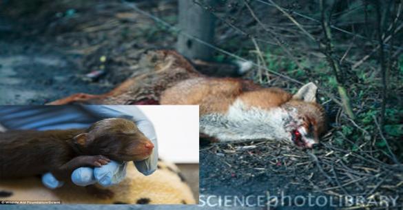 Έγκυος αλεπού σκοτώθηκε από αμάξι αλλά τα μωρά της έζησαν – Δείτε τα πανέμορφα πλασματάκια (εικόνες)