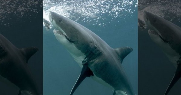 Εντυπωσιακή φωτογραφία από τη γέννηση σπάνιου καρχαρία