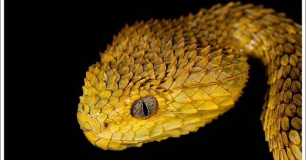 Τα 21 ομορφότερα φίδια στον πλανήτη (εικόνες)