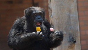 χιμπατζής Χιμπατζήδες μαϊμούδες μαϊμού ελέφαντες ελέφαντας 