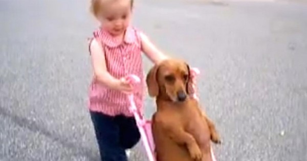 Αξιολάτρευτο μικρό κοριτσάκι έβγαλε το σκύλο βόλτα με το… καροτσάκι της! (βίντεο)