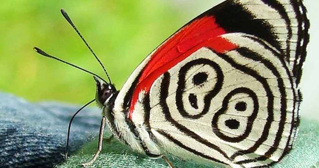 φτερά πεταλούδα Diaethria 88 