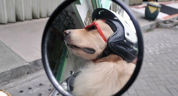 Ο σκύλος από την Ινδονησία που λατρεύει τις μηχανές (pics)