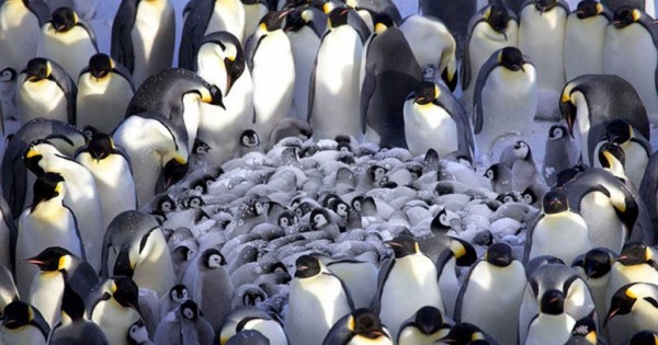 Τρυφερές εικόνες από πιγκουίνους που ζεσταίνουν τα μωράκια τους!