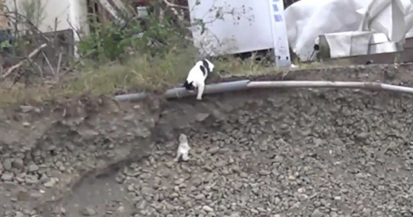Μια γάτα είδε το γατάκι να πέφτει από ένα ύψωμα. Αυτό που έκανε; Συγκλονιστικό! (βίντεο)