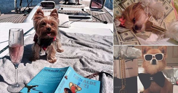 Τα πιο πλούσια και κακομαθημένα σκυλιά των πλούσιων προκαλούν! (εικόνες)