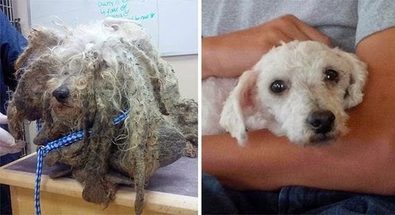 Σκύλοι πριν και μετά τη διάσωση: Ολικές μεταμορφώσεις!