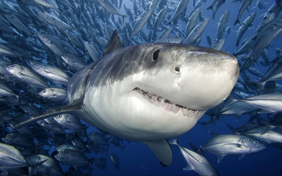 2013-08-06-shark