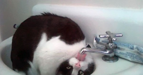 14 θεότρελες γάτες που λατρεύουν το νερό!