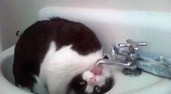 νερό γάτες Γάτα 