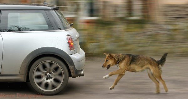 Γιατί ορισμένοι σκύλοι κυνηγούν αυτοκίνητα;