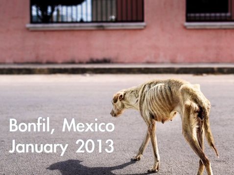 Σκύλος Μεξικό αδέσποτο 