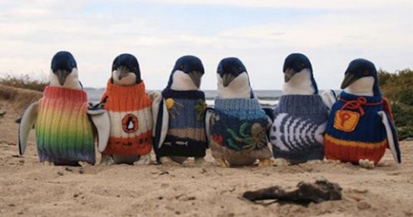 Αυστραλός 109 ετών πλένει πουλόβερ για πιγκουίνους!