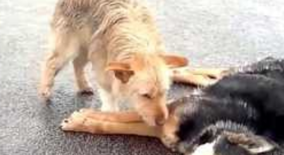 Σκυλάκια θρηνούν το χαμό των αγαπημένων τους φίλων… (video)