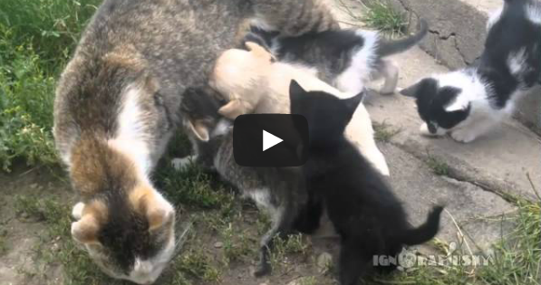 Απίθανο βίντεο: Πεινασμένο κουτάβι αναζητά γάλα σε γάτα!