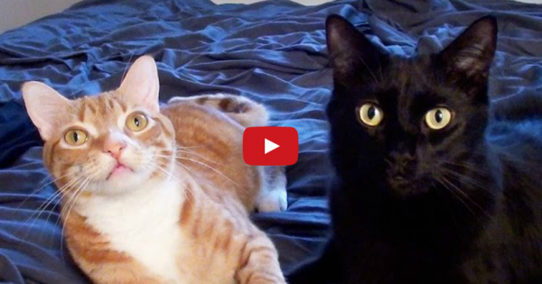 Τρυφερές στιγμές αδερφικής αγάπης ανάμεσα σε δύο γατάκια (video)