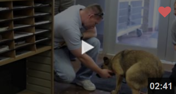 Θα σας κάνει να κλάψετε: Σκύλος που είχε χαθεί για 7 μήνες, βρίσκει ξανά την οικογένειά του (video)