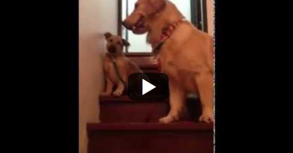 Βλέπε να μαθαίνεις: Σκύλος μαθαίνει σε κουτάβι να κατεβαίνει τις σκάλες!