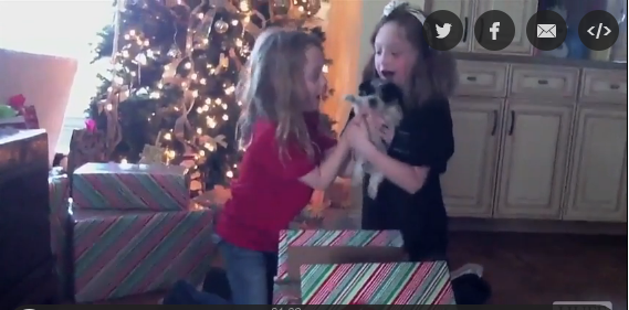 Δείτε σε αυτό το βίντεο γιατί τα κουτάβια είναι το καλύτερο δώρο που μπορείτε να κάνετε!