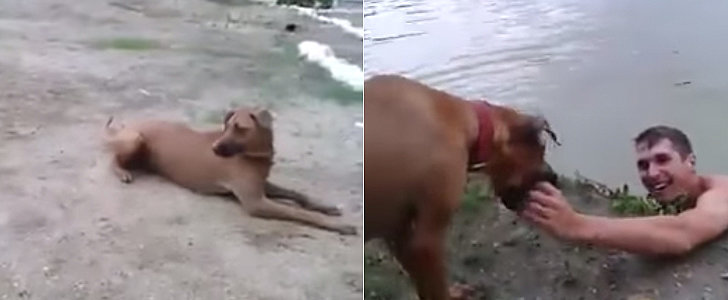 Dog-Thinks-Owner-Drowning