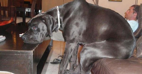 Οι μεγαλύτεροι σε μέγεθος σκύλοι στον κόσμο (video)