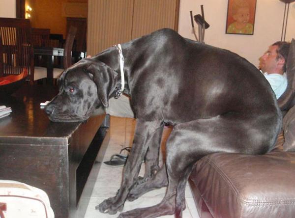 Σκύλος ράτσα μεγάλος σκύλος 