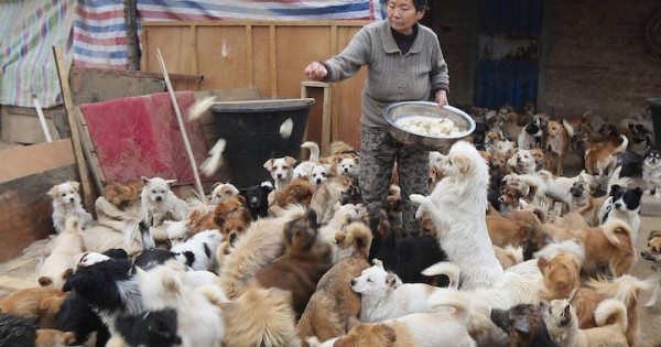 Υπάρχουν άνθρωποι: Κάθε μέρα σηκώνεται στις 4 το πρωί για να ταΐσει 1300 αδέσποτα σκυλιά (εικόνες)