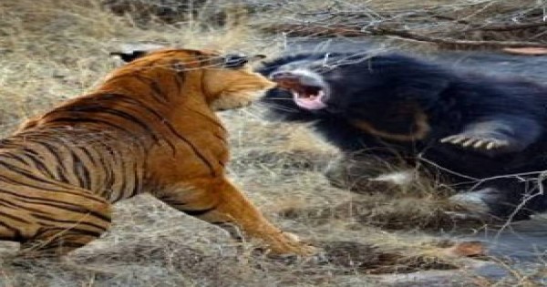 Δείτε τι συμβαίνει όταν μια αρκούδα δέχεται επίθεση από 2 τίγρεις (βίντεο)