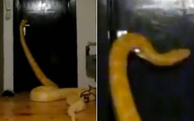 φίδια πόρτες Βίντεο 