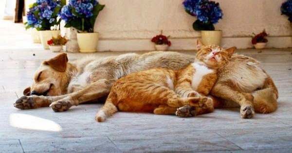 21 γάτες που χρησιμοποιούν τους σκύλους σαν μαξιλάρια!