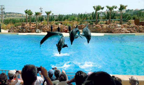 δελφίνια Αττικό Πάρκο 