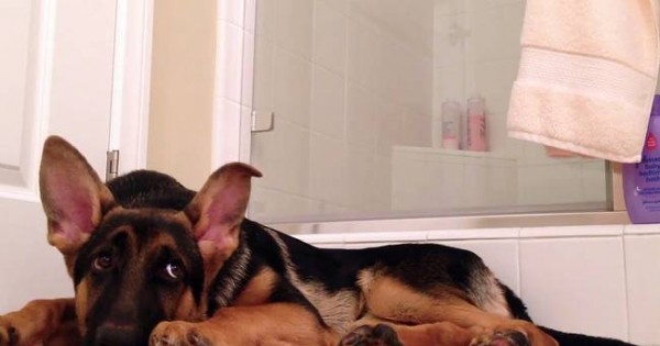 Τραγουδάτε στο μπάνιο; Ο σκύλος σας; (video)