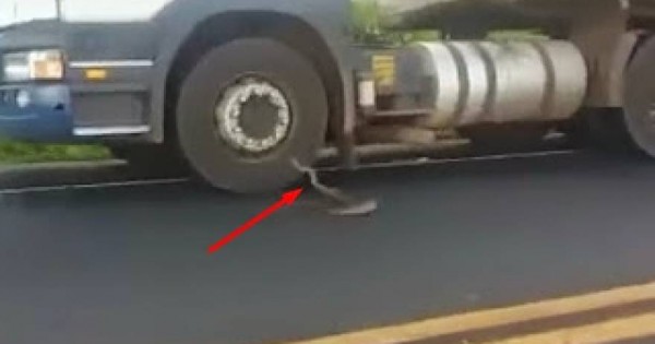 Φίδι επιτίθεται σε φορτηγά στην εθνική οδό! (βίντεο)