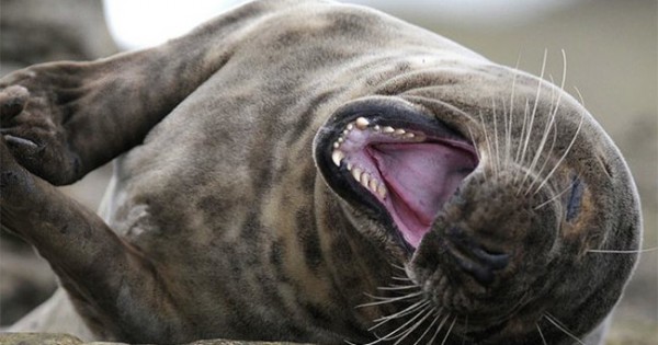 19 φώκιες που ξεκαρδίζονται στα γέλια υπόσχονται να σας κάνουν να ξεκαρδιστείτε και εσείς (εικόνες)