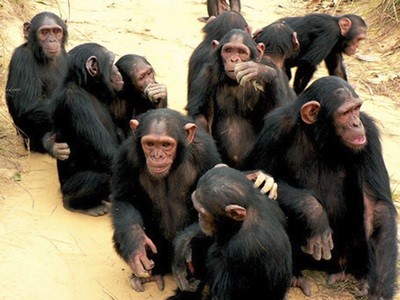χιμπατζής Χιμπατζήδες ξένες γλώσσες 