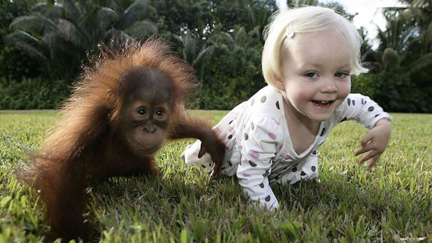 kids-act-like-animals-like-orangutan__605
