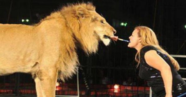 Τρόμος σε τσίρκο: Λιοντάρι επιτέθηκε στη θηριοδαμαστή! (video)