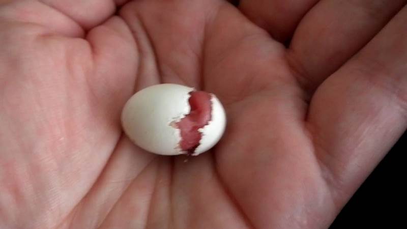 παπαγάλος γέννηση αυγό 