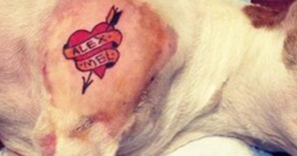Ο tattoo artist που έκανε τατουάζ στο σκύλο του, έχασε τη δουλειά του! (video)
