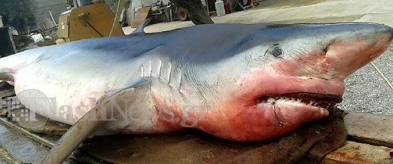 Σαν σε ταινία θρίλερ: Τεράστιος καρχαρίας ξεβράστηκε σε ελληνική παραλία