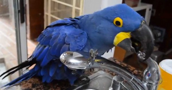 Παπαγάλος ρυθμίζει το νερό μόνος του για να κάνει το μπάνιο του! (βίντεο)