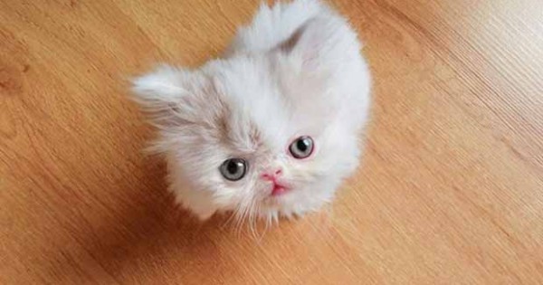 ΜΑΓΕΥΤΙΚΟ: Δείτε τις… περιπέτειες αυτής της μικροσκοπικής γάτας! (PHOTOS)