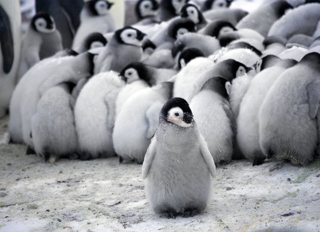 Πιγκουίνοι 