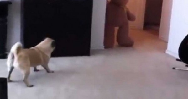 Πήγε να τρομάξει τον σκύλο του και έγινε κάτι που… δεν το περίμενε! (βίντεο)