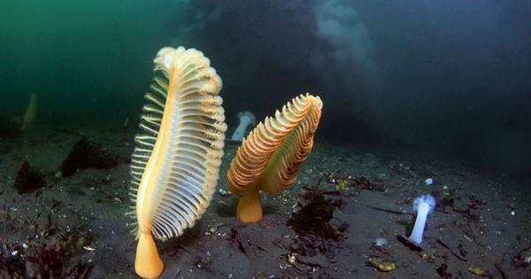 Τα πιο όμορφα κοράλλια της θάλασσας! (εικόνες)