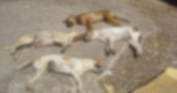 Kρήτη: 50 δηλητηριάσεις ζώων με φόλες μόνο την περασμένη εβδομάδα! (vid)