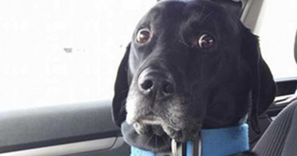 15 αξιολάτρευτες φωτογραφίες με σκυλάκια που συνειδητοποίησαν ότι πάνε στον κτηνίατρο!