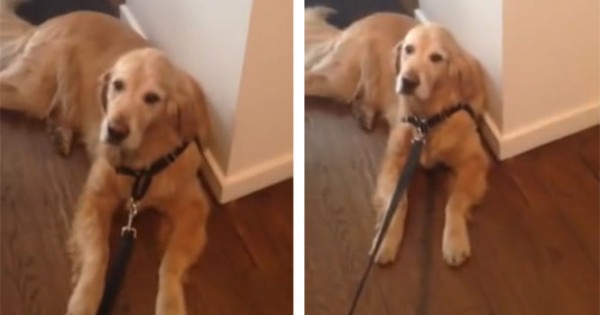 Τεμπέλης σκύλος αρνείται να βγει για βόλτα με τον πιο αστείο και παθητικό τρόπο (video)