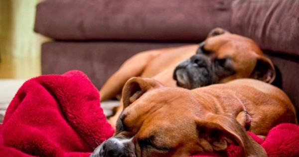 Οι σκύλοι ονειρεύονται! Τι βλέπουν στον ύπνο τους;