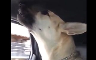 Μουσικόφιλος σκύλος τραγουδά το αγαπημένο του τραγούδι (βίντεο)